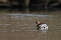Little grebe - E